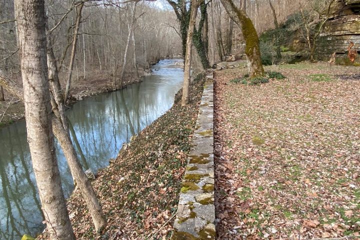 water next to a tree